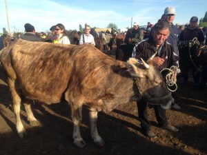 animal-market-bazaar-Riverside-karakol-guesthouse-B&B